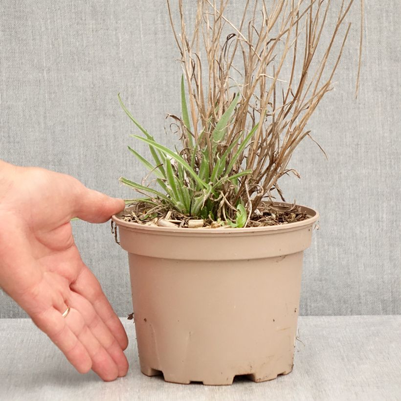 Amostra de Catananche caerulea Vaso de 2 L/3 L tal como entregue no verão