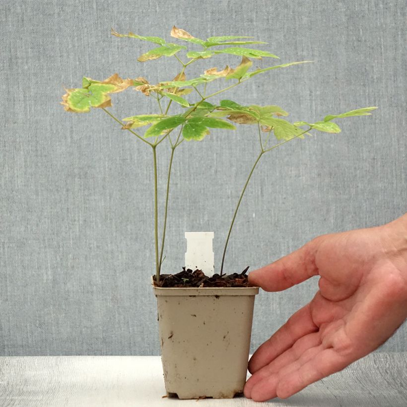 Amostra de Caulophyllum thalictroides Vaso de 8/9 cm tal como entregue no verão
