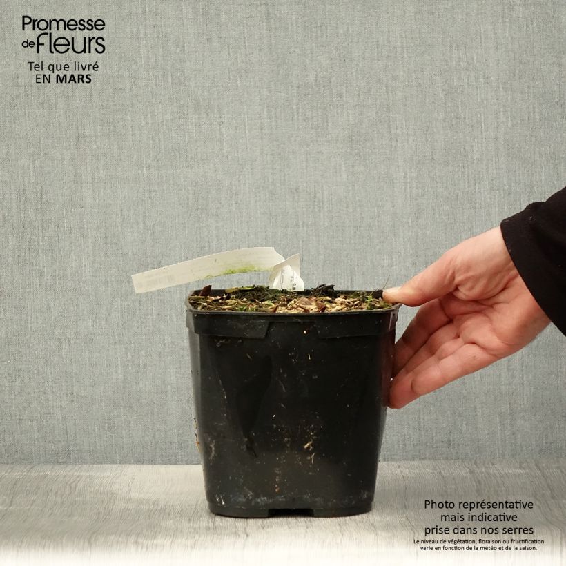 Amostra de Cautleya spicata Robusta Vaso de 2 L/3 L tal como entregue na primavera