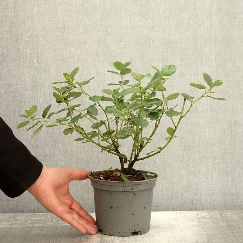 Amostra de Ceanothus arboreus Trewithen Blue Vaso de 2 L/3 L tal como entregue no outono