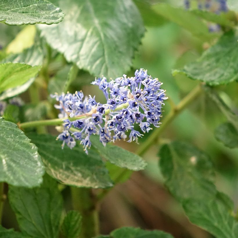 Ceanothus arboreus Trewithen Blue (Floração)