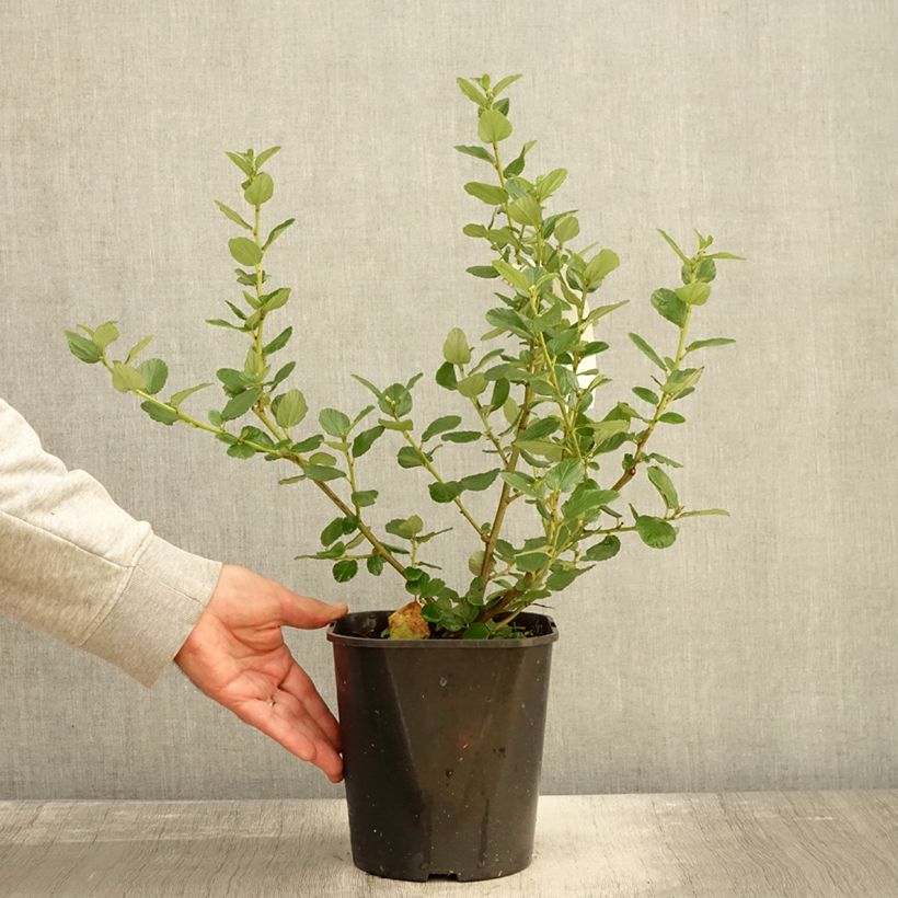 Amostra de Ceanothus arboreus Trewithen Blue Vaso de 4 L/5 L tal como entregue no outono