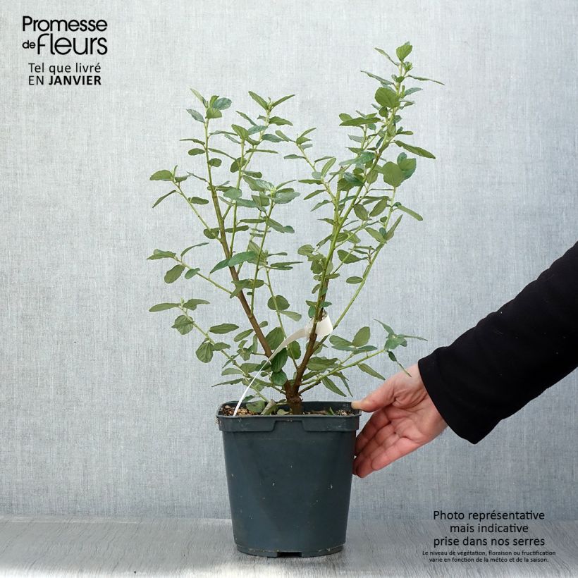 Amostra de Ceanothus arboreus Trewithen Blue Vaso de 4 L/5 L tal como entregue no inverno