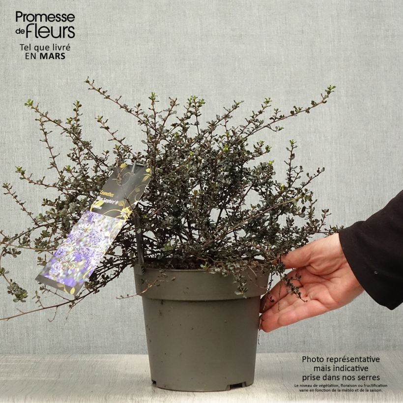 Amostra de Ceanothus Blue Sapphire Vaso de 2 L/3 L tal como entregue na primavera