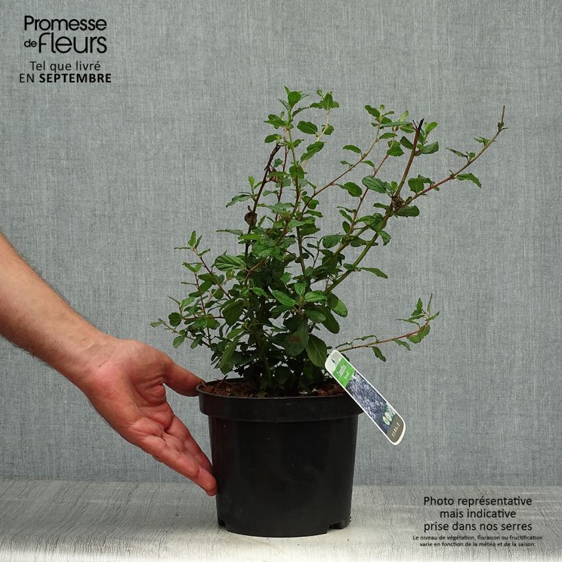 Amostra de Ceanothus Burkwoodii Vaso de 2 L/3 L tal como entregue no outono