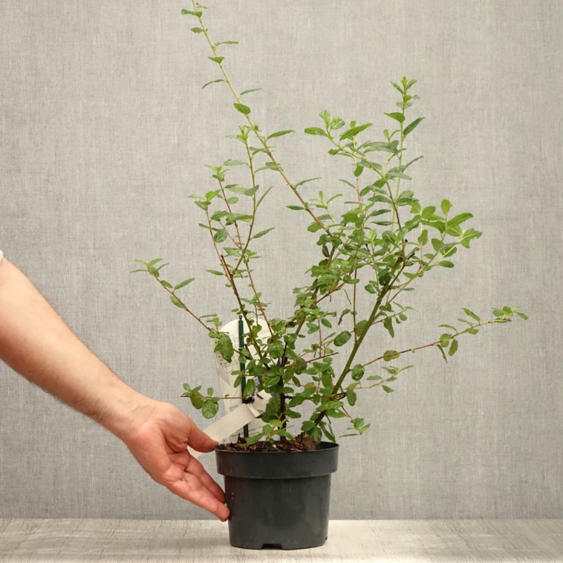 Amostra de Ceanothus Burkwoodii Vaso de 2 L/3 L tal como entregue no verão