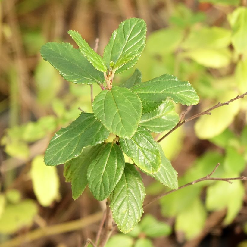 Ceanothus Burkwoodii (Folhagem)