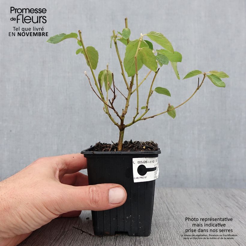 Amostra de Ceanothus delilianus Gloire de Versailles Vaso de 8/9 cm tal como entregue no outono