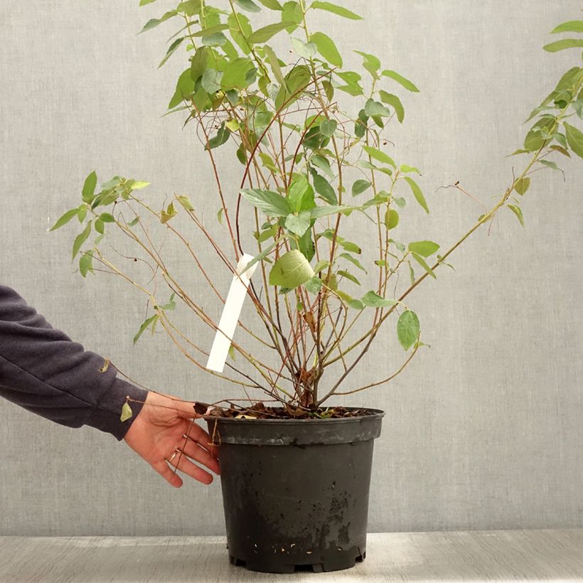 Amostra de Ceanothus delilianus Gloire de Versailles Vaso de 7,5 L/10 L tal como entregue no outono