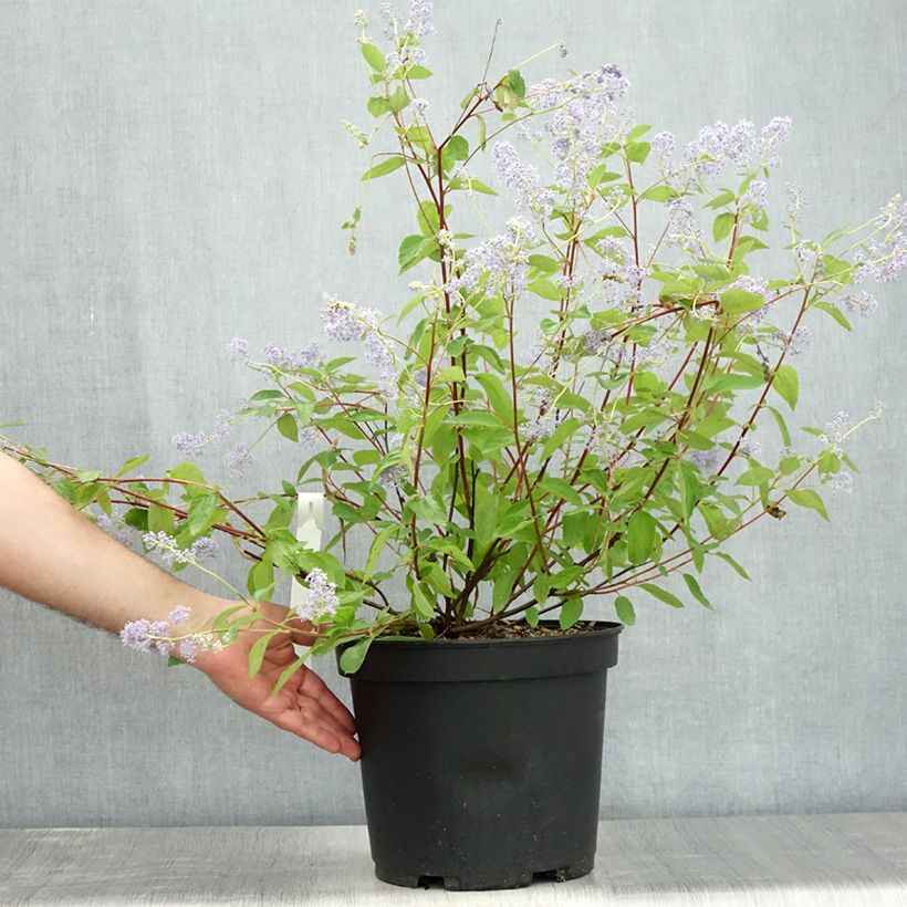 Amostra de Ceanothus delilianus Gloire de Versailles Vaso de 7,5 L/10 L tal como entregue no verão