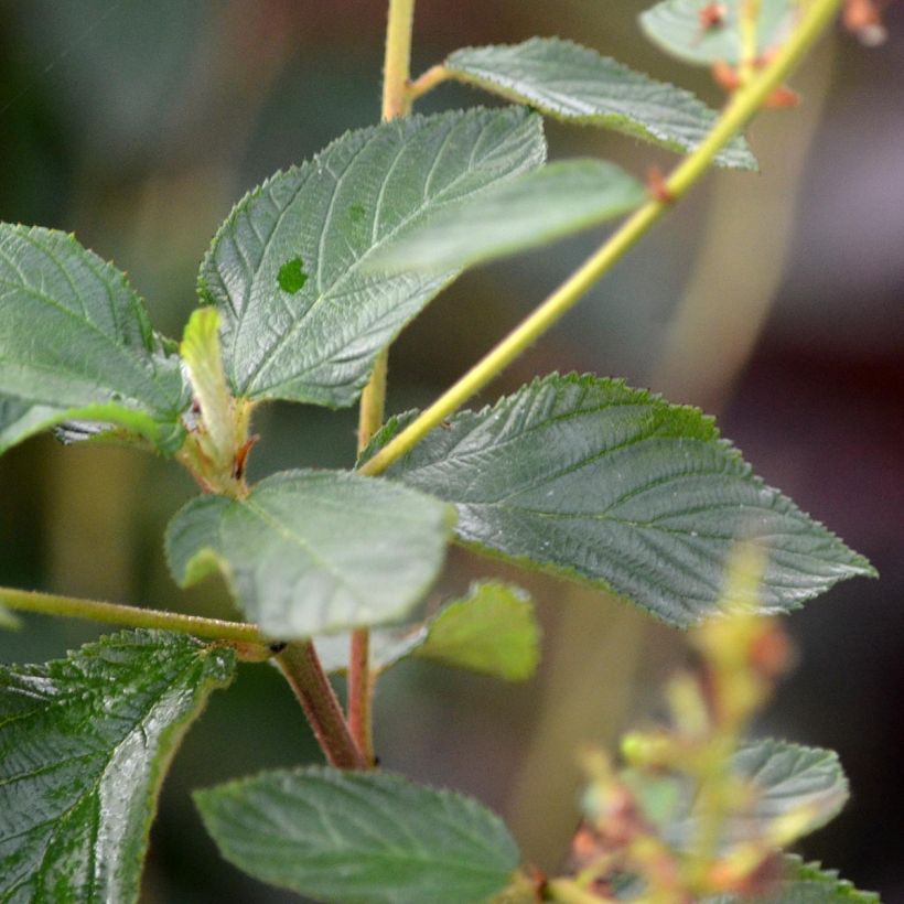 Ceanothus delilianus Gloire de Versailles (Folhagem)