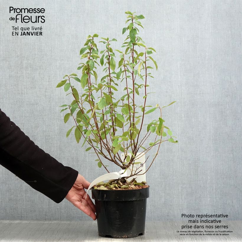 Amostra de Ceanothus delilianus Henri Desfossé Vaso de 2 L/3 L tal como entregue no inverno