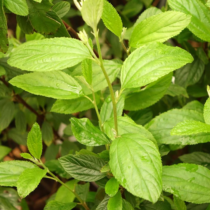 Ceanothus delilianus Henri Desfossé (Folhagem)