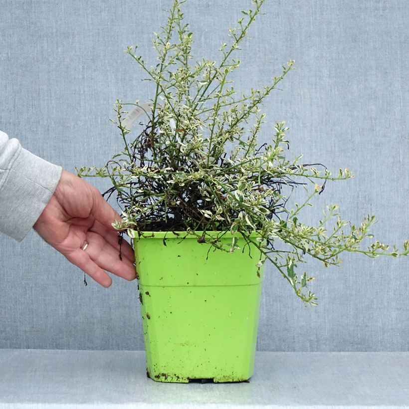 Amostra de Ceanothus impressus Cool Blue Vaso de 4 L/5 L tal como entregue no verão