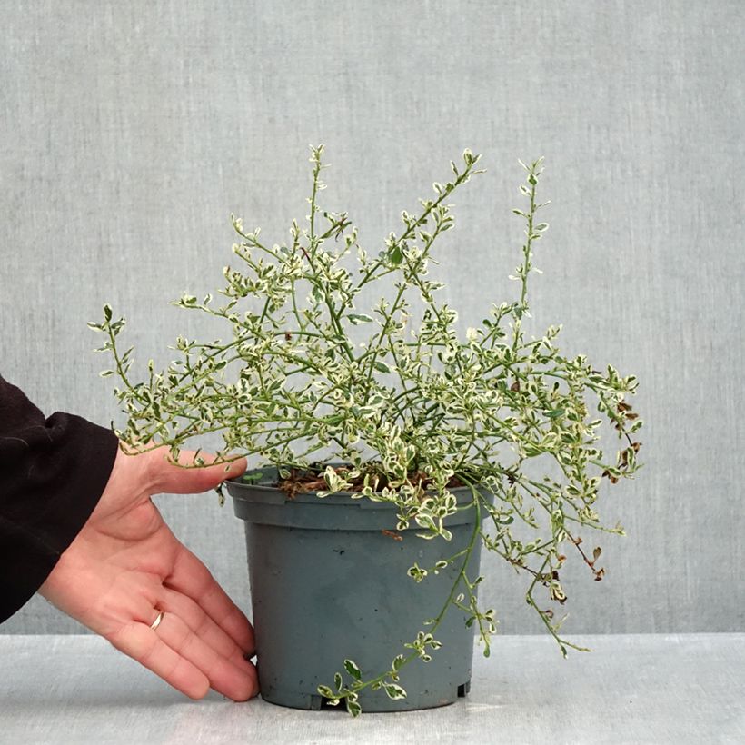 Amostra de Ceanothus impressus Cool Blue Vaso de 1,5 L/2 L tal como entregue no outono