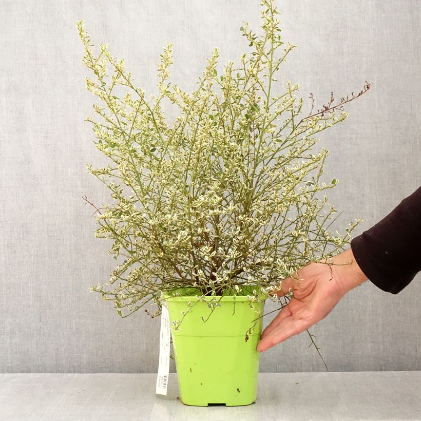Amostra de Ceanothus impressus Cool Blue Vaso de 4 L/5 L tal como entregue no outono