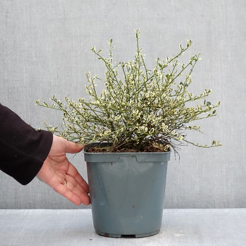 Amostra de Ceanothus impressus Cool Blue Vaso de 4 L/5 L tal como entregue no inverno