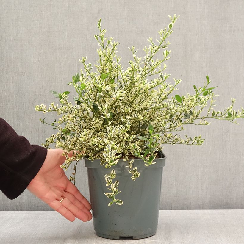 Amostra de Ceanothus impressus Cool Blue Vaso de 4 L/5 L tal como entregue na primavera