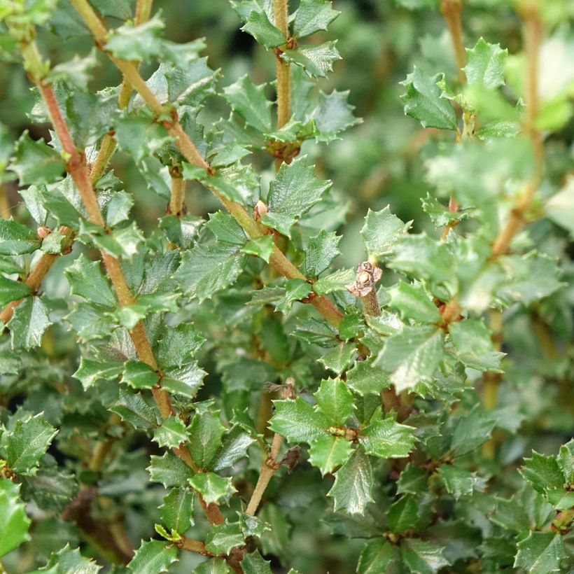 Ceanothus impressus Puget Blue (Folhagem)