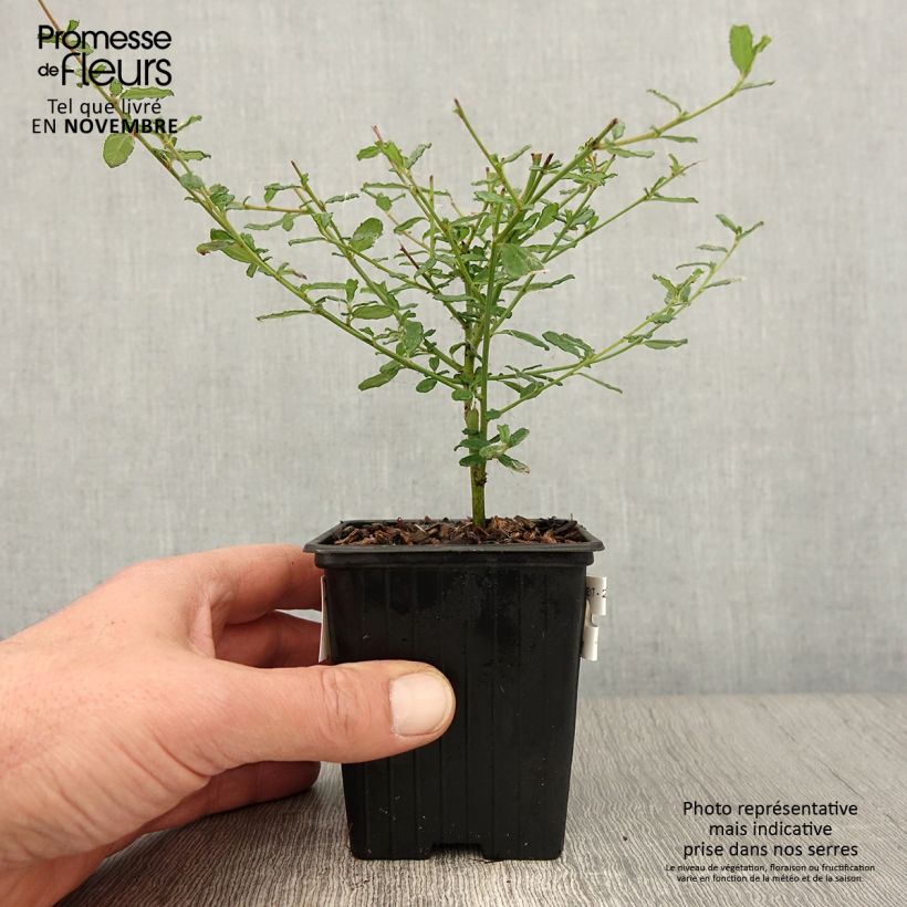 Amostra de Ceanothus Italian Skies Vaso de 8/9 cm tal como entregue no outono