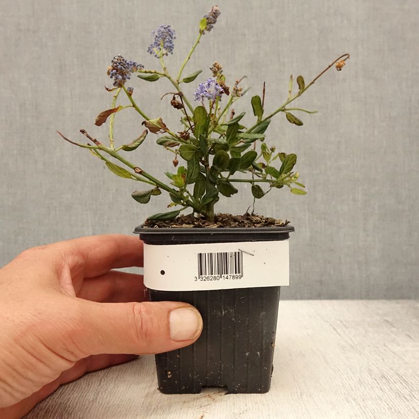 Amostra de Ceanothus Italian Skies Vaso de 8/9 cm tal como entregue na primavera