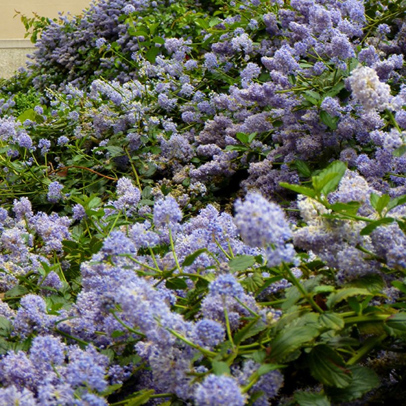 Ceanothus pallidus Marie Blue (Floração)