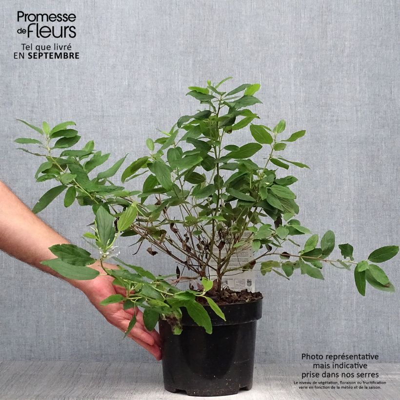 Amostra de Ceanothus pallidus Marie Blue Vaso de 3 L/4 L tal como entregue no outono