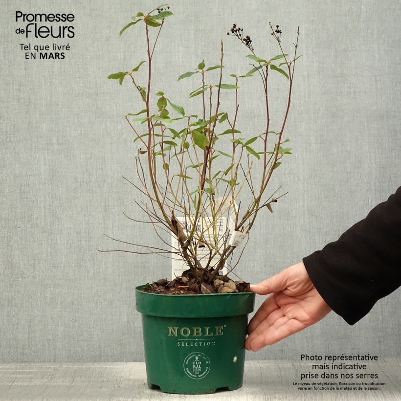 Amostra de Ceanothus pallidus Marie Blue Vaso de 3 L/4 L tal como entregue na primavera