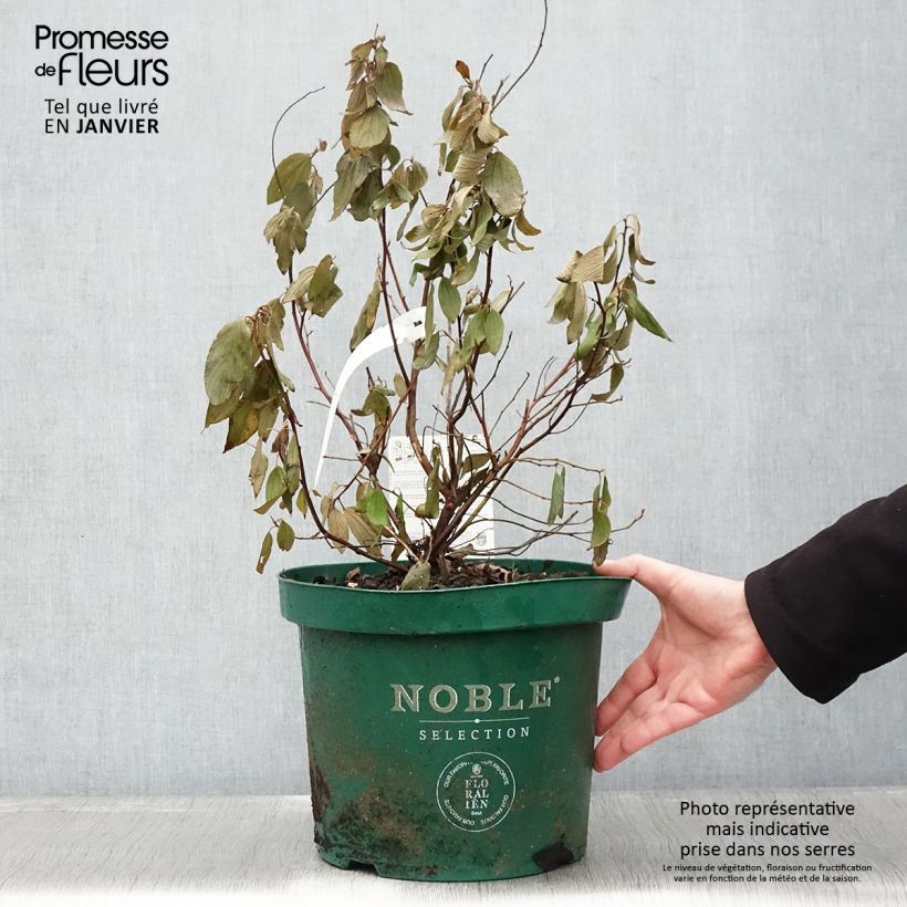 Amostra de Céanothe pallidus Marie Blue (Marie Bleue) - Céanothe caduc Vaso de 7,5 L/10 L tal como entregue no inverno