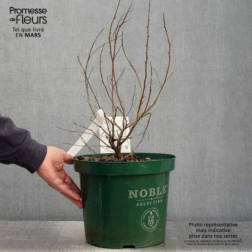Amostra de Ceanothus pallidus Marie Blue Vaso de 7,5 L/10 L tal como entregue na primavera