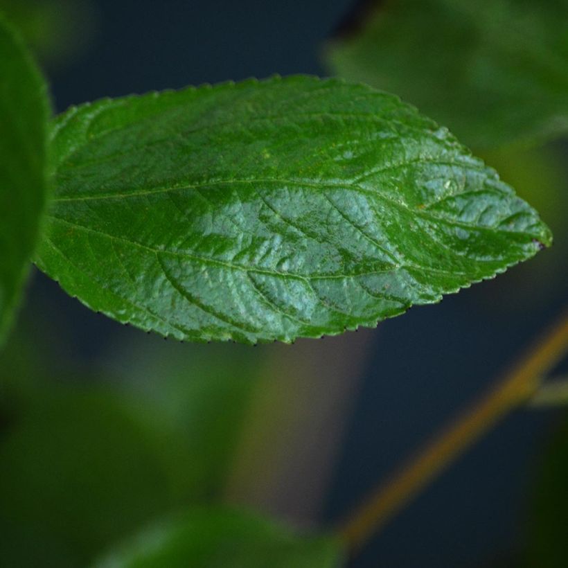 Ceanothus pallidus Marie Rose (Folhagem)