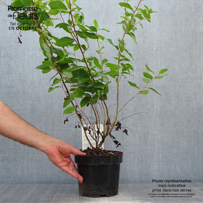 Amostra de Ceanothus pallidus Marie Rose Vaso de 3 L/4 L tal como entregue no outono