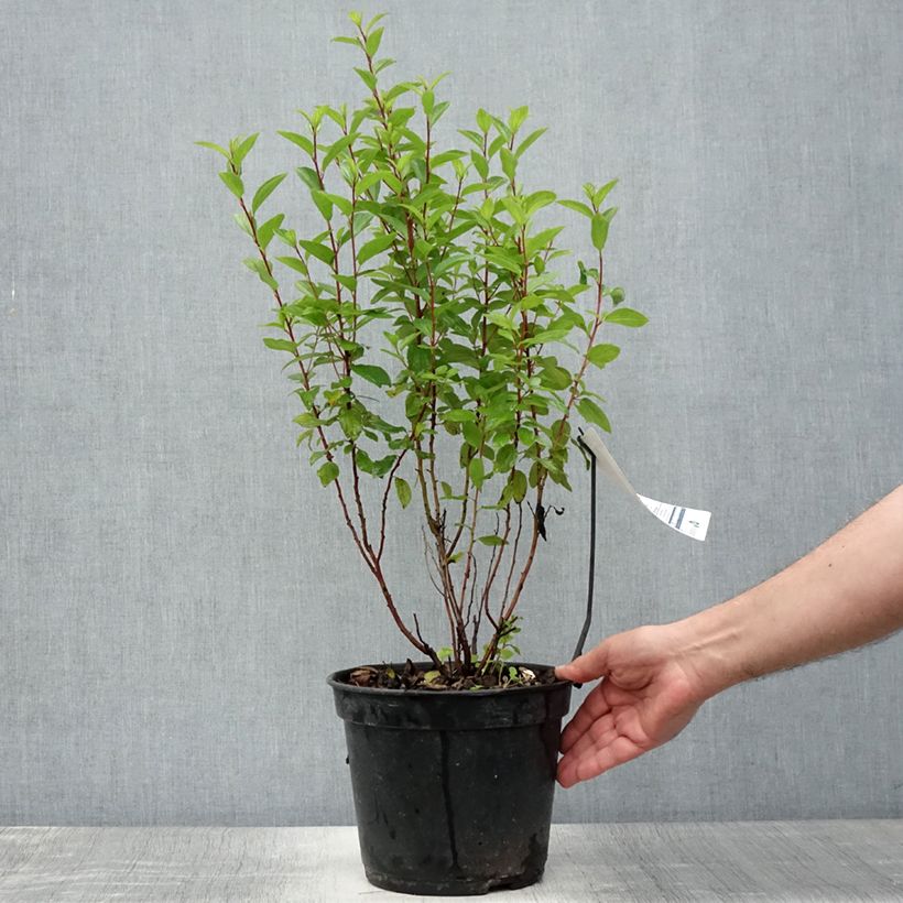 Amostra de Ceanothus pallidus Marie Rose Vaso de 3 L/4 L tal como entregue no verão
