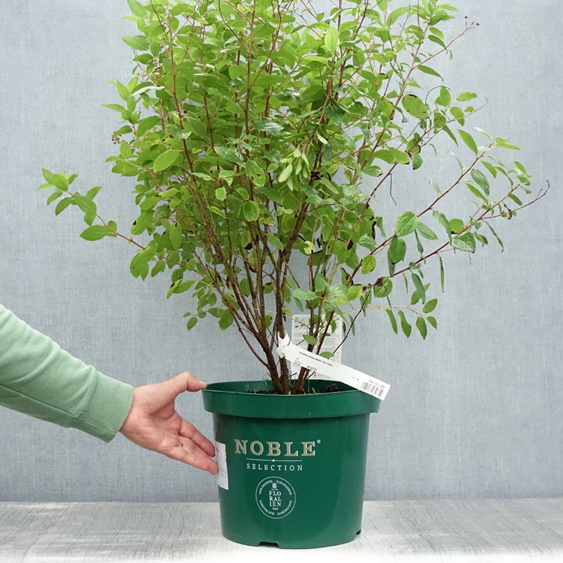 Amostra de Ceanothus pallidus Marie Rose Vaso de 7,5 L/10 L tal como entregue no verão
