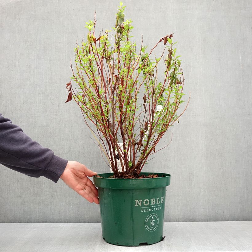 Amostra de Ceanothus pallidus Marie Rose Vaso de 7,5 L/10 L tal como entregue na primavera