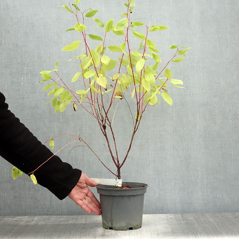 Amostra de Ceanothus pallidus Marie Simon Vaso de 7,5 L/10 L tal como entregue no outono