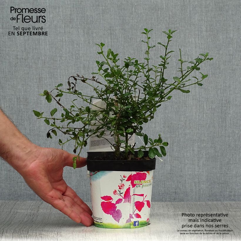 Amostra de Ceanothus prostratus Vaso de 2 L/3 L tal como entregue no outono