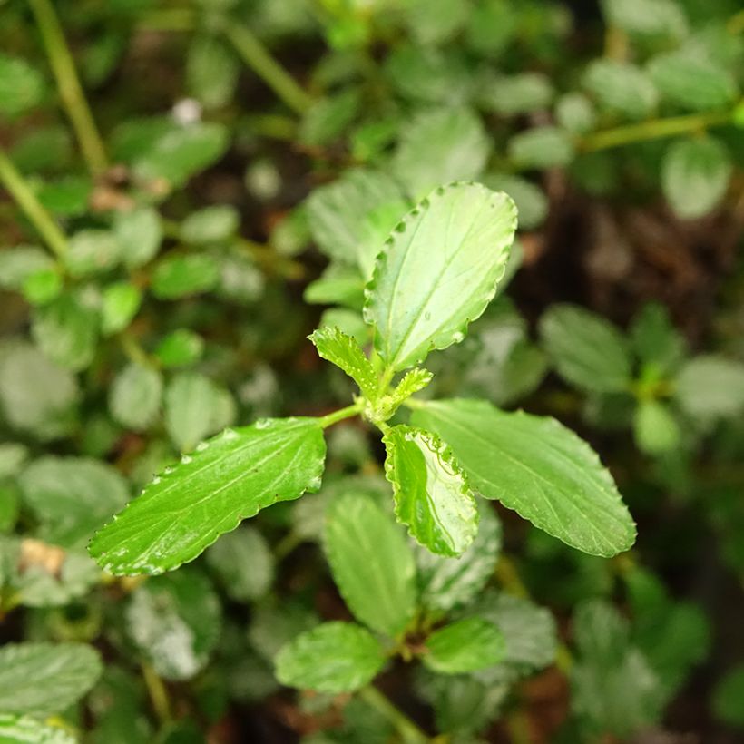 Ceanothus prostratus (Folhagem)