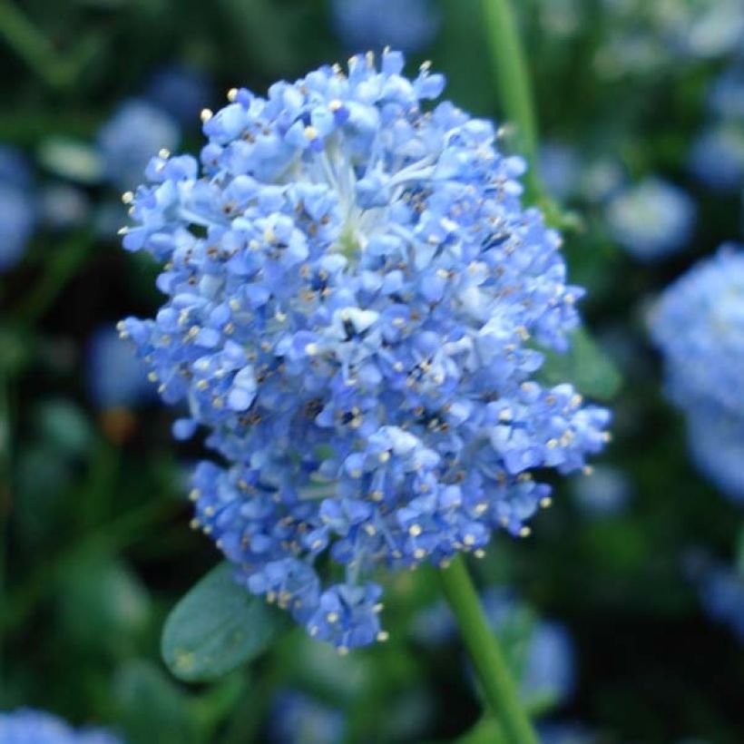 Ceanothus Skylark (Floração)