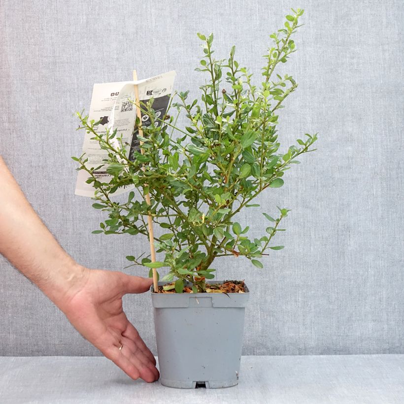 Amostra de Ceanothus Skylark Vaso de 2 L/3 L tal como entregue no verão