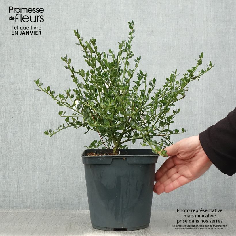 Amostra de Ceanothus Skylark Vaso de 2 L/3 L tal como entregue no inverno