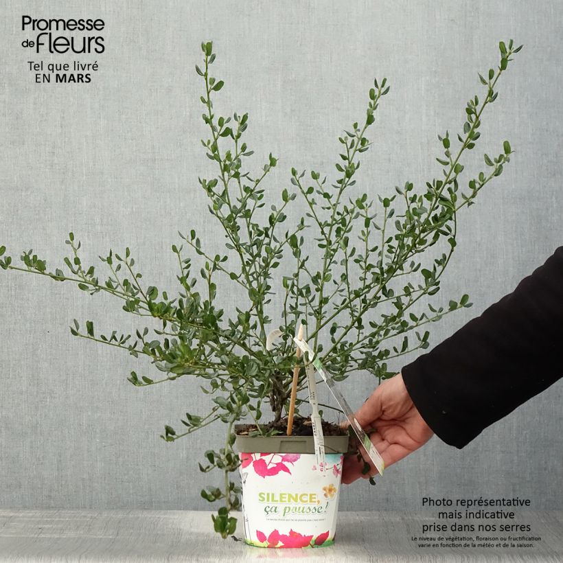 Amostra de Ceanothus Skylark Vaso de 2 L/3 L tal como entregue na primavera