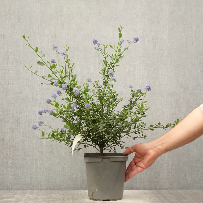 Amostra de Ceanothus Skylark Vaso de 4 L/5 L tal como entregue no verão