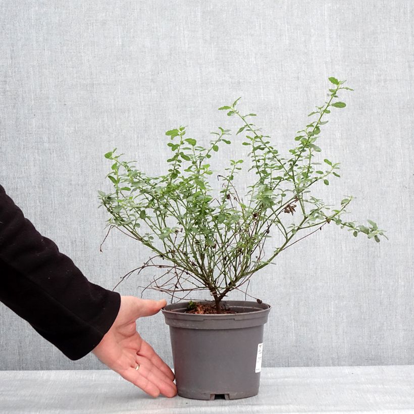 Amostra de Ceanothus thyrsiflorus Snow Flurries Vaso de 2 L/3 L tal como entregue no inverno