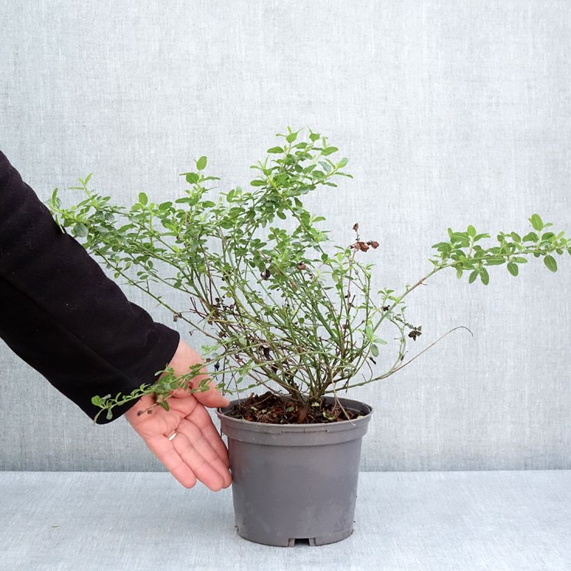 Amostra de Ceanothus thyrsiflorus Snow Flurries Vaso de 2 L/3 L tal como entregue na primavera