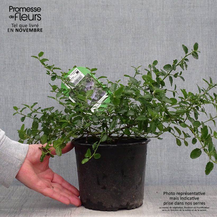 Amostra de Ceanothus thyrsiflorus Repens Vaso de 2 L/3 L tal como entregue no outono