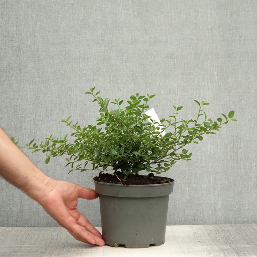 Amostra de Ceanothus thyrsiflorus Repens Vaso de 2 L/3 L tal como entregue no verão