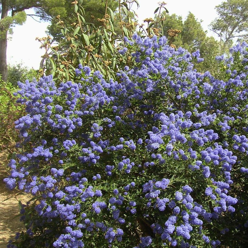 Ceanothus thyrsiflorus Repens (Hábito)