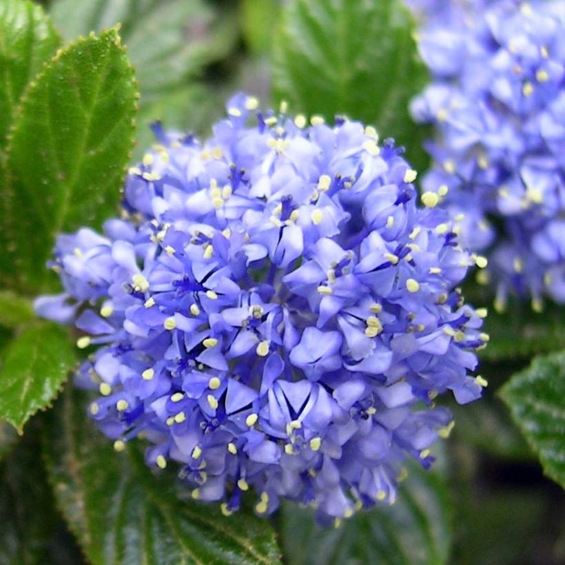 Ceanothus thyrsiflorus Repens (Floração)