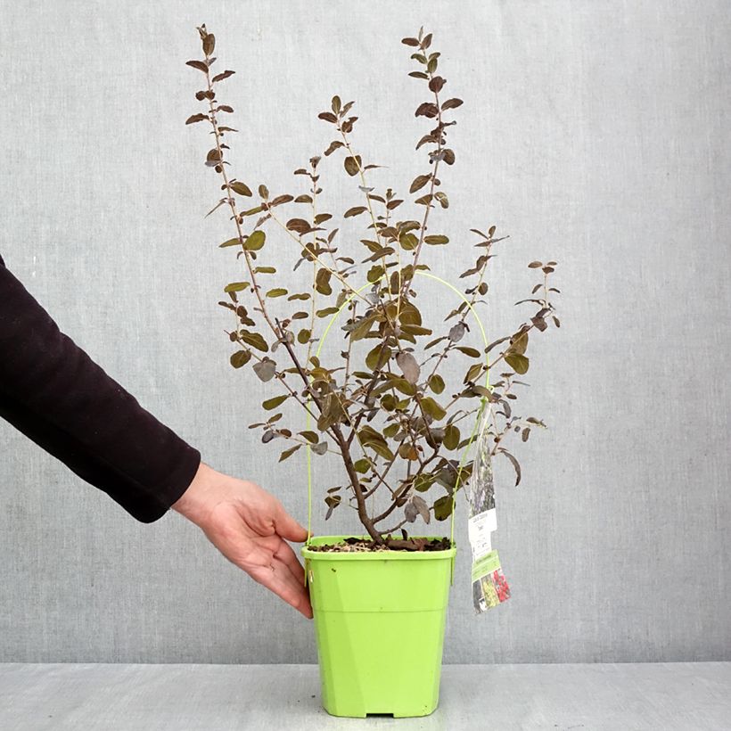 Amostra de Ceanothus Tuxedo Vaso de 4 L/5 L tal como entregue no outono